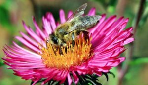 Western honey bee