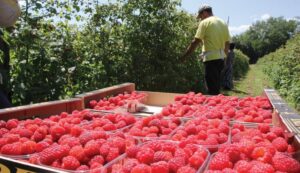 maline