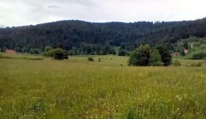 Tara-Racanska-Sljivovica-2