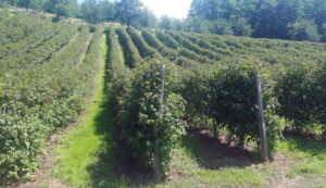 maline
