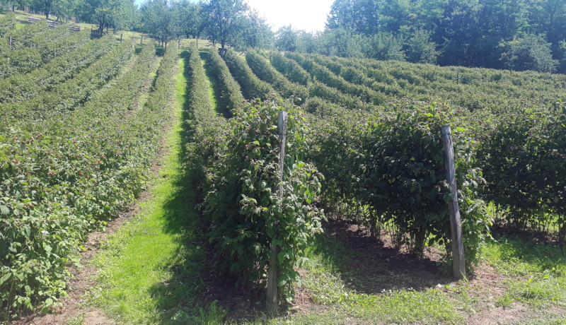 maline