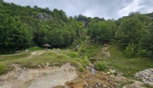 Beloglavi sup na Sopotnici