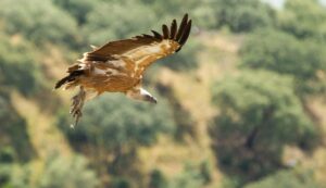 Shallow focus of a Griffon vulture (Gyps fulvus) flying with wide-opened wings